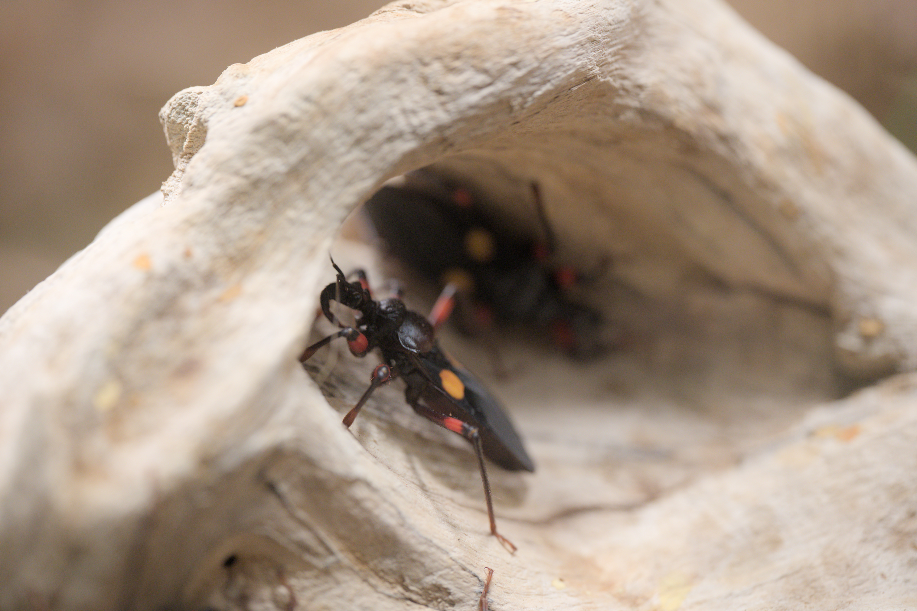 2025/10/12 - zoo/DSC_0203.jpg